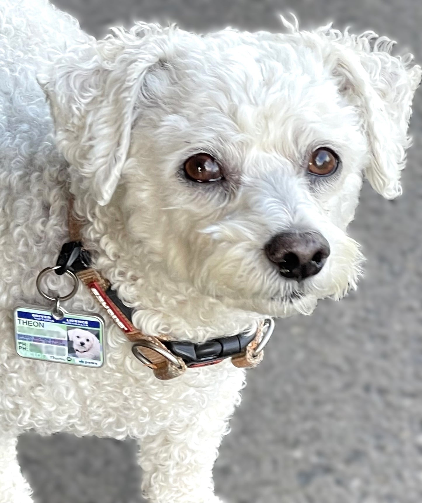 hand made pet dog cat ID collar tag