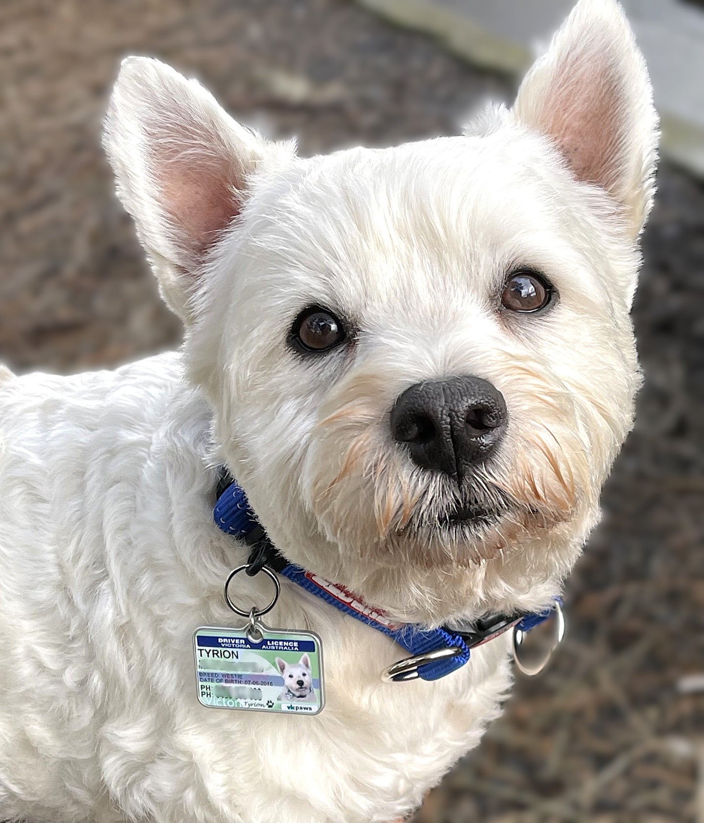 Victoria driver licence dog tag