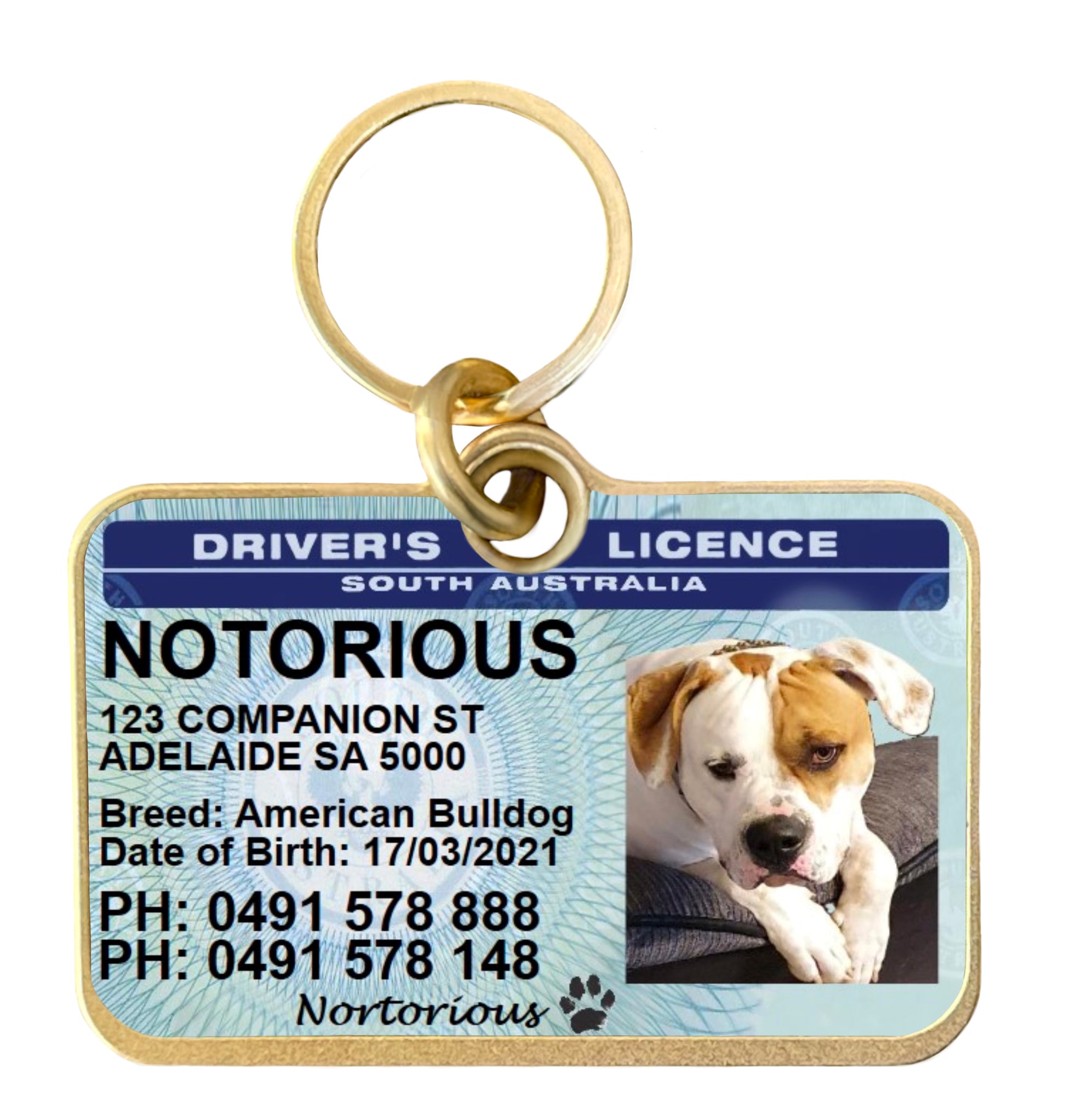 South Australia driver licence license pet dog cat ID collar tag