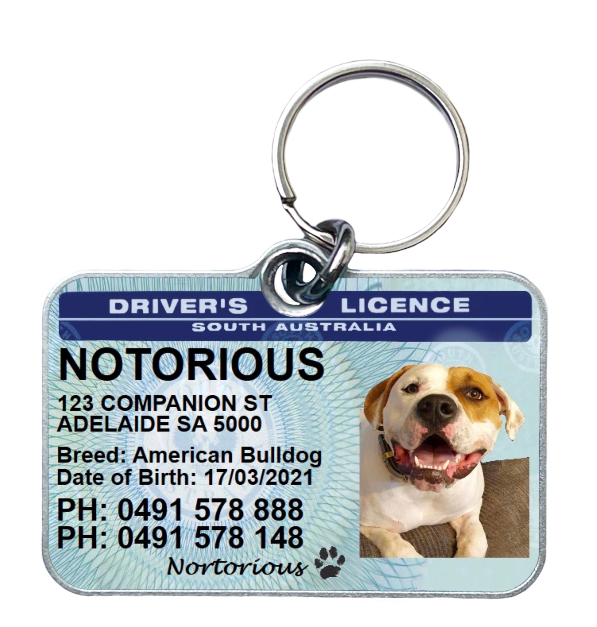 SA South Australia driver licence license pet dog cat ID collar tag