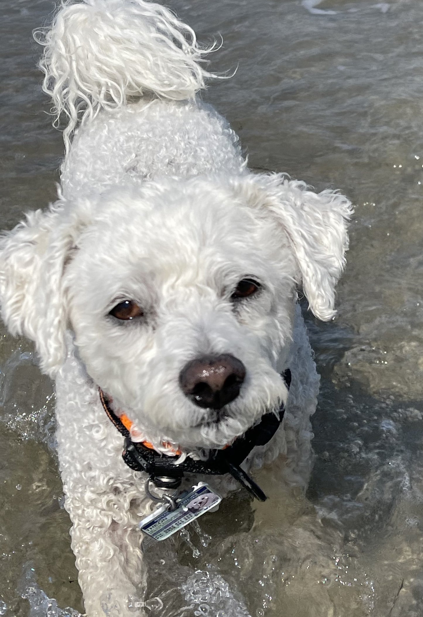 New South Wales Boat Licence Pet Collar Tags