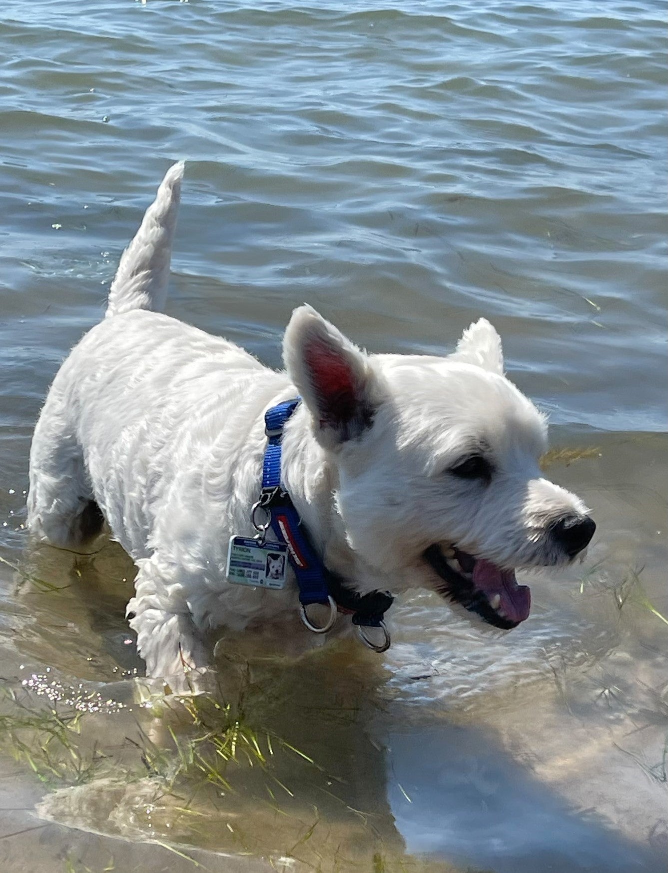 NSW boat licence license pet dog cat custom ID